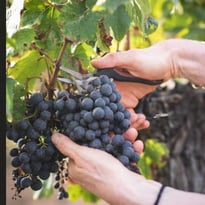 Banquet festif pour les 80 ans de l'appellation Pécharmant