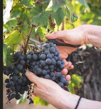 Banquet festif pour les 80 ans de l'appellation Pécharmant