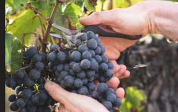 Banquet festif pour les 80 ans de l'appellation Pécharmant