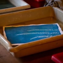 Atelier cyanotype
