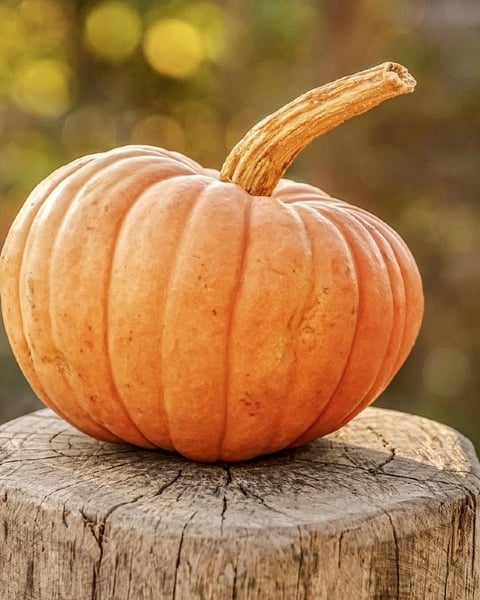 Journée Halloween