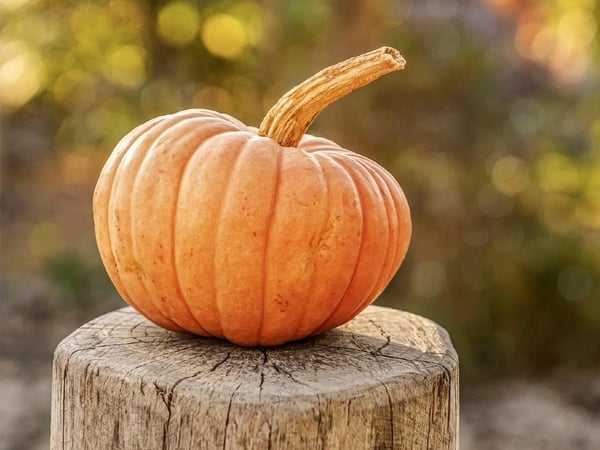 Journée Halloween